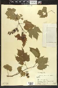 Vitis riparia image