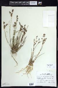 Juncus brevicaudatus image