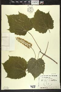 Acer spicatum image