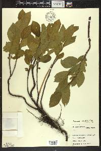 Rhamnus alnifolia image