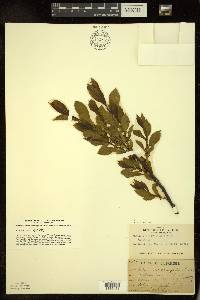 Rhamnus alnifolia image