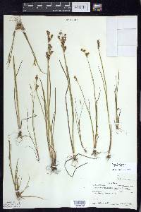 Juncus brevicaudatus image