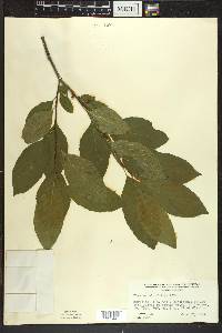 Rhamnus alnifolia image