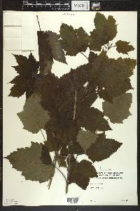 Acer spicatum image