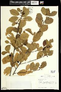 Frangula alnus image