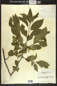 Rhamnus alnifolia image