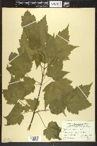 Acer spicatum image