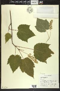 Acer spicatum image