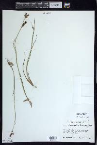 Juncus brevicaudatus image