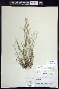 Juncus brevicaudatus image