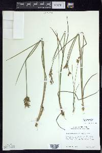 Juncus brevicaudatus image