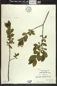 Rhamnus alnifolia image