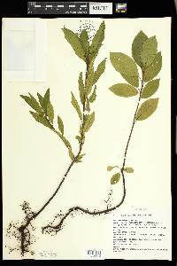 Frangula alnus image