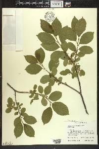 Rhamnus alnifolia image