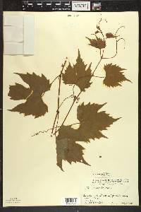 Vitis riparia image