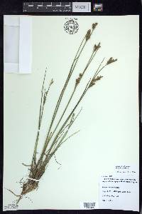 Juncus brevicaudatus image