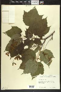 Acer spicatum image