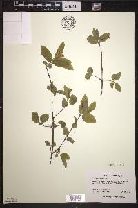 Lonicera canadensis image