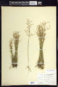 Juncus pelocarpus image