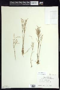 Juncus pelocarpus image