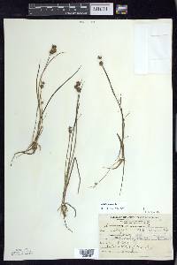 Juncus nodosus image