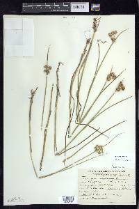 Juncus nodosus image