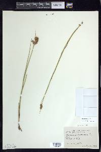 Juncus nodosus image