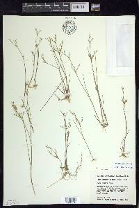 Juncus pelocarpus image