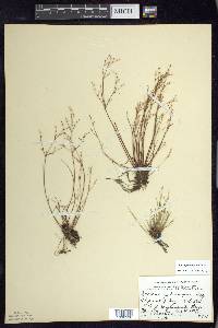 Juncus pelocarpus image