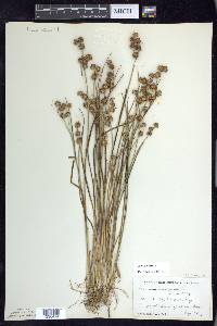 Juncus nodosus image