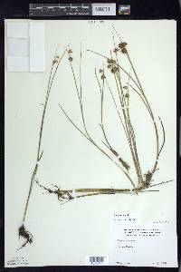 Juncus nodosus image