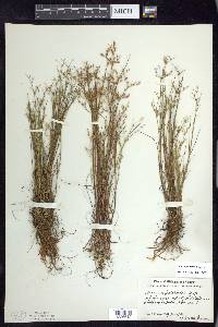 Juncus pelocarpus image