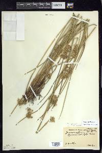 Juncus pylaei image