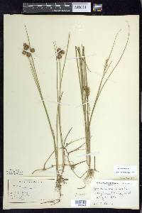 Juncus nodosus image