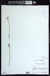 Juncus nodosus image