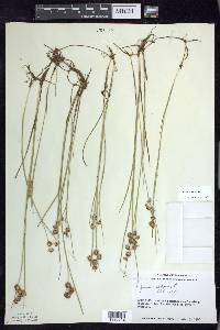 Juncus nodosus image