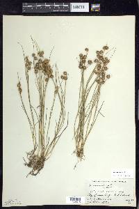 Juncus nodosus image