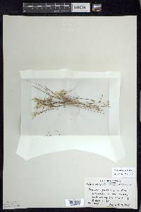 Juncus pelocarpus image