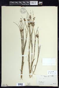 Juncus nodosus image