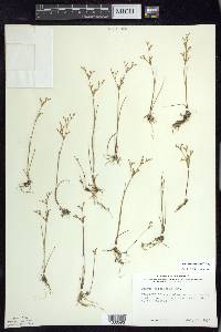 Juncus pelocarpus image