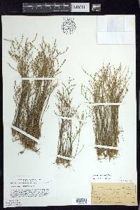 Juncus pelocarpus image