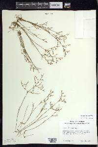 Juncus pelocarpus image