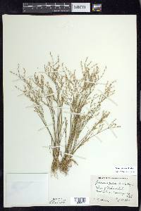 Juncus pelocarpus image