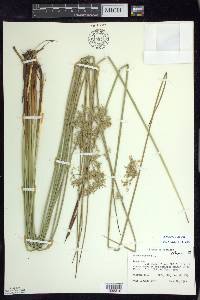 Juncus pylaei image