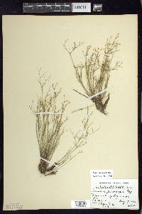 Juncus pelocarpus image