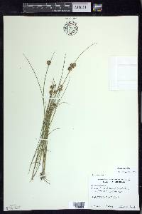 Juncus nodosus image