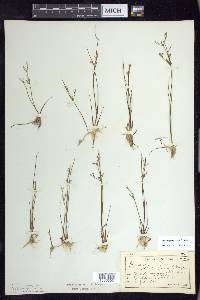 Juncus pelocarpus image