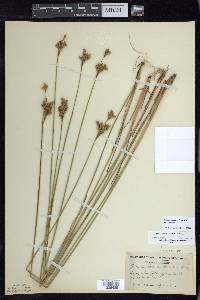 Juncus greenei image