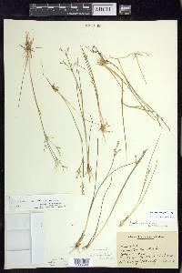 Juncus pelocarpus image