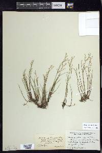 Juncus pelocarpus image